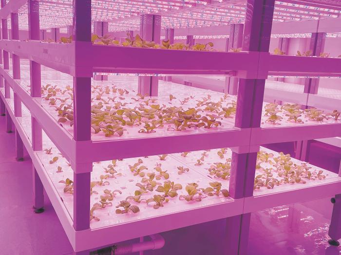 在物美植物工廠里，通過LED燈的照射，蔬菜散發(fā)勃勃生機。受訪者供圖